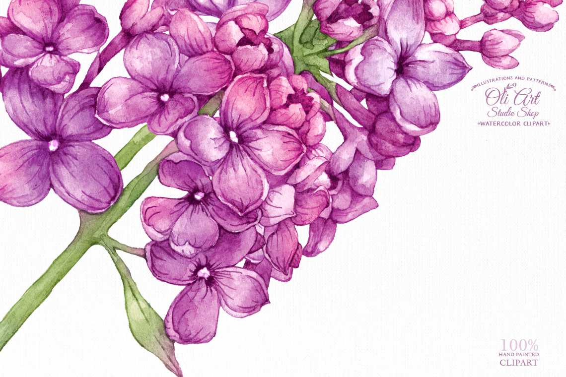 Watercolor flower clipart lilac. Flowerand pink floral paintings 3 Watercolor flower clipart lilac. Flowerand pink floral paintings - Image 3