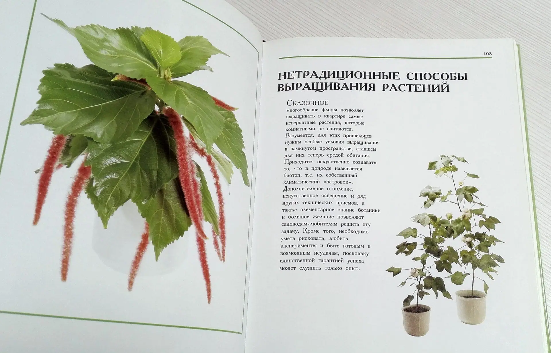Soviet Vintage Book Flowers in our House. Flowers in the Garden 7 Soviet Vintage Book Flowers in our House. Flowers in the Garden - Image 7