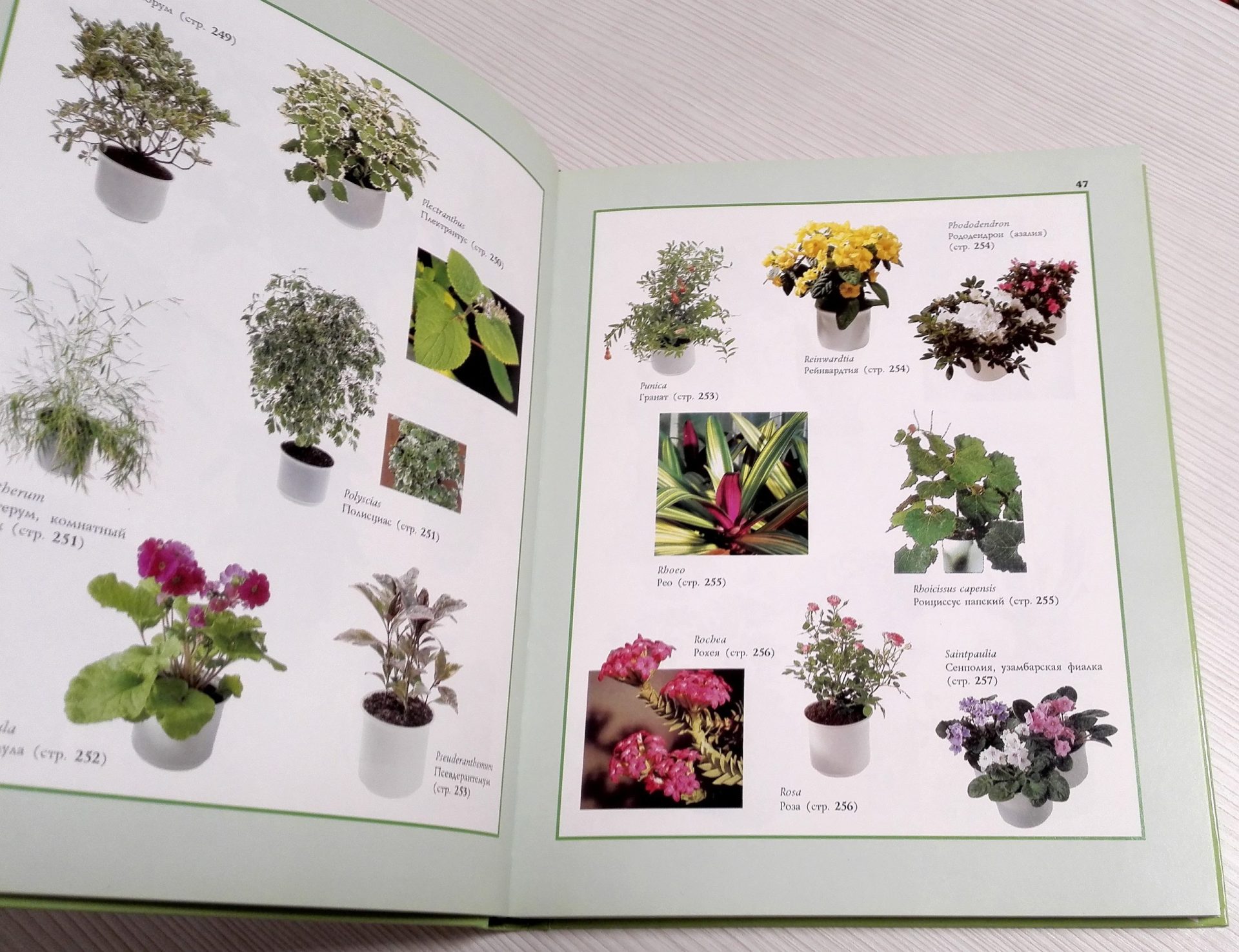 Soviet Vintage Book Flowers in our House. Flowers in the Garden 8 Soviet Vintage Book Flowers in our House. Flowers in the Garden - Image 8
