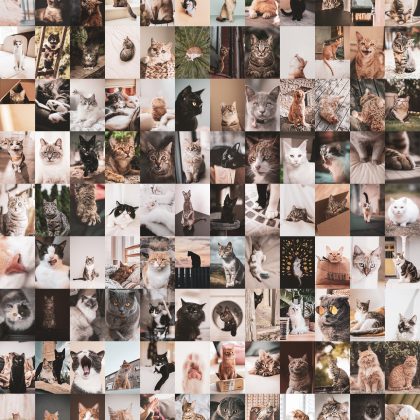108 PCS Cat neutral aesthetic wall collage kit download