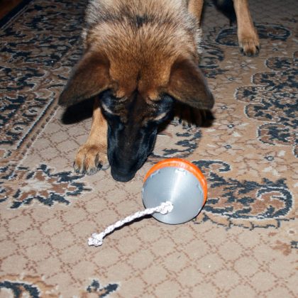 Interactive toy for dogs - ball of nevalashka
