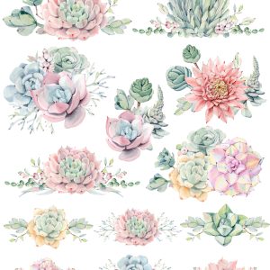 AMAZING SUCCULENTS CLIPART