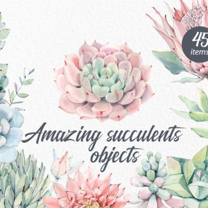 AMAZING SUCCULENTS OBJECTS