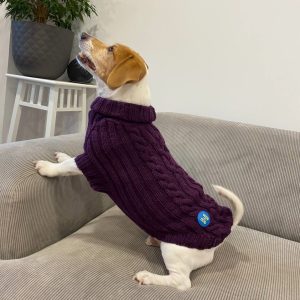dog_sweater