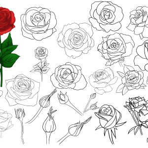 Roses Brushes Procreate Stamps Procreate Brushes Digital Tools iPad Realistic Rose Procreate Stamp