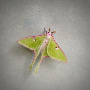 Luna moth from polymer clay