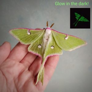 Luna moth glow in the dark