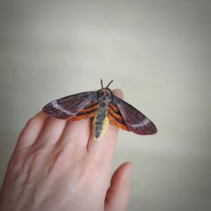 Death’s-head hawkmoth Acherontia atropos