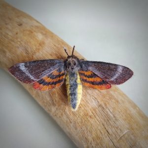 Hawkmoth realistic butterfly from polymer clay