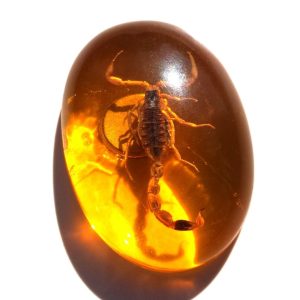 Real Scorpion Insect in Amber Resin cabochon, fridge magnet Amulet Protection Bug Taxidermy spring summer decor zoology visual object