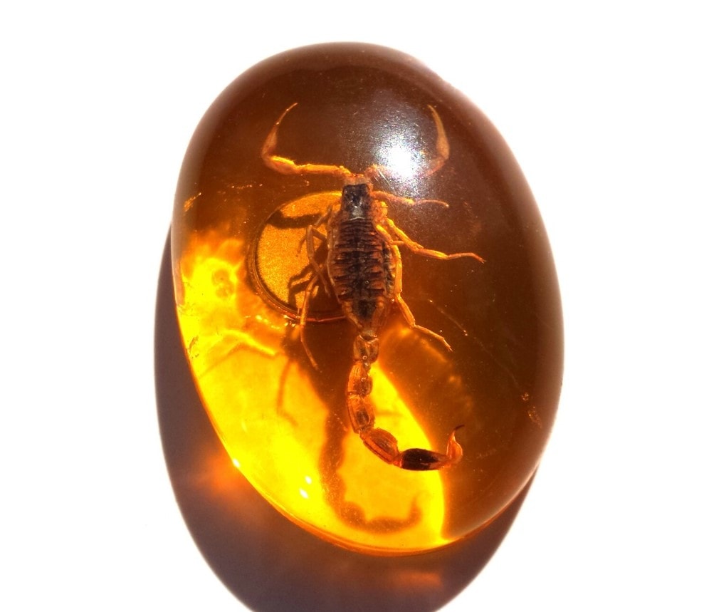 Real Scorpion Insect in Amber Resin cabochon, fridge magnet Amulet Protection Bug Taxidermy spring summer decor zoology visual object