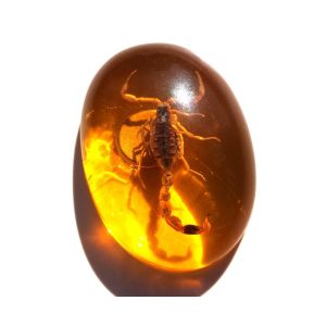 Real Scorpion Insect Amber Resin cabochon Amulet Home Decor fridge magnet
