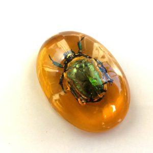 Real Insect Scarab Beetle Amber Resin Cabochon Amulet Protection Home Decor