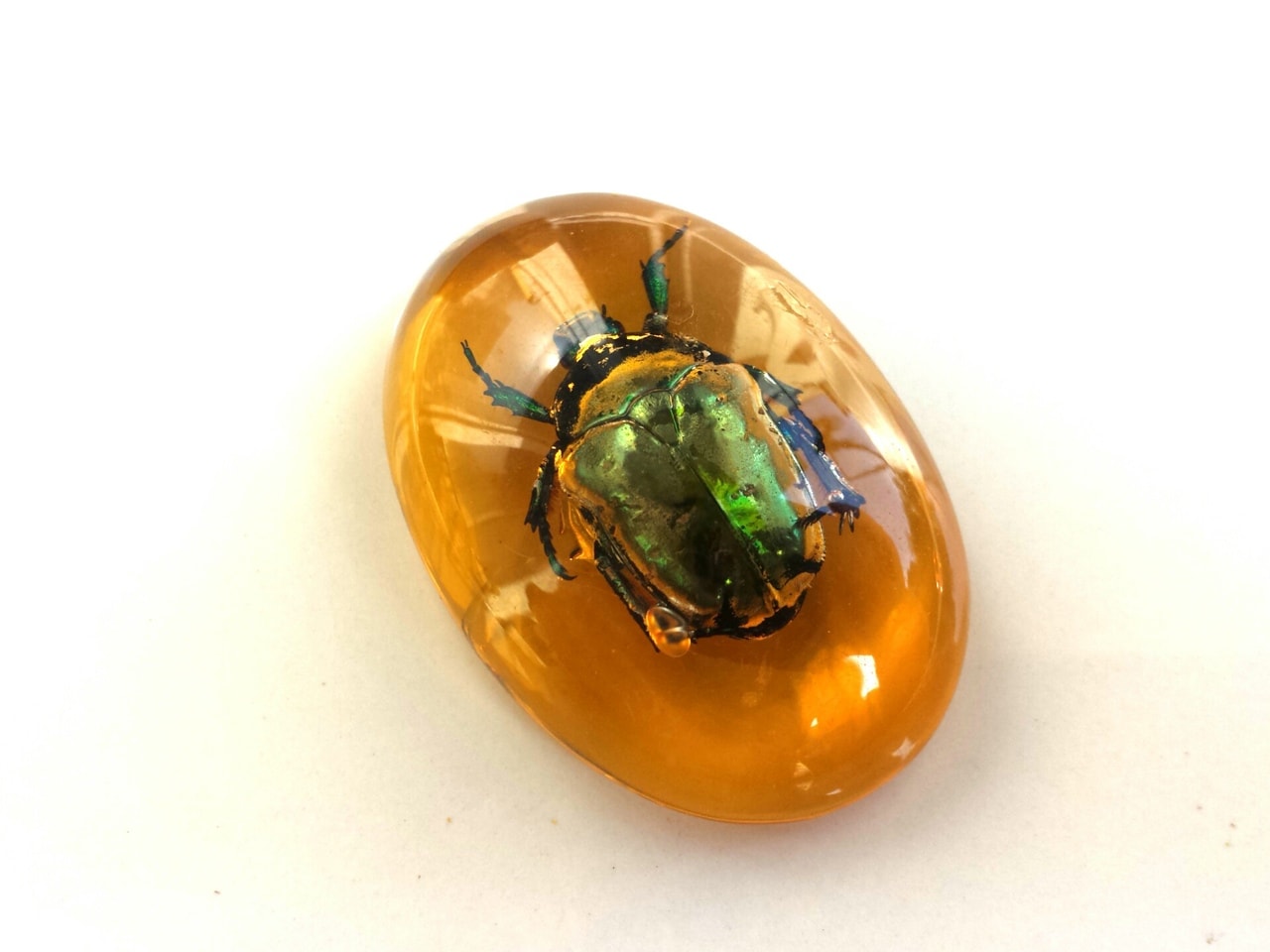 real insect scarab beetle amber resin cabochon amulet home decor fridge magnet