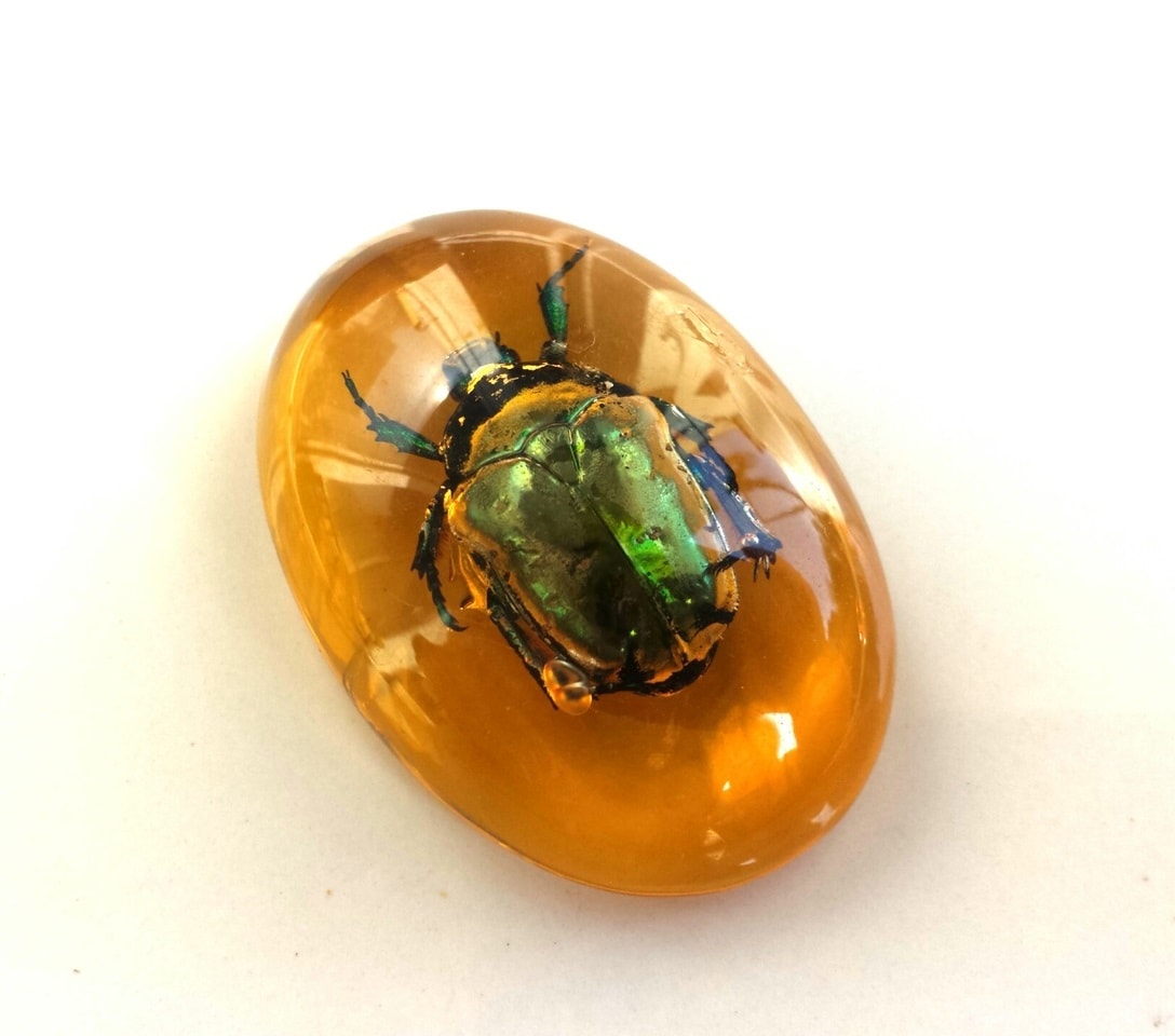real insect scarab beetle amber resin cabochon amulet home decor fridge magnet kopija