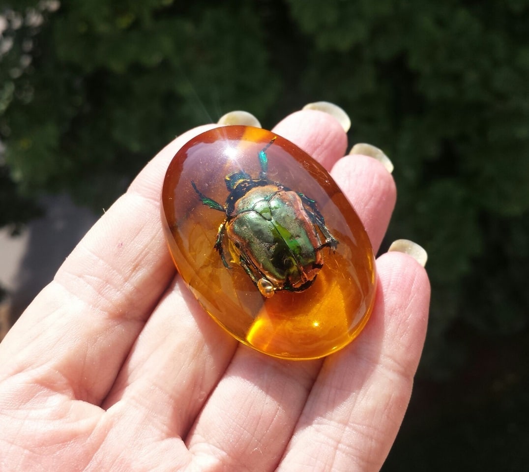 real insect scarab beetle amber resin cabochon amulet protection home decor yellow green fridge magnet