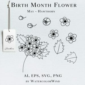 Hawthorn Birth Month Flower Line Vector Illustrations