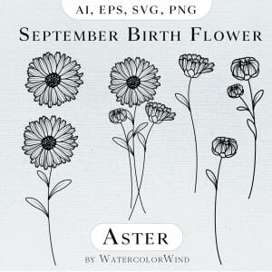 Aster September Birth Flower Line Vector Illustrations