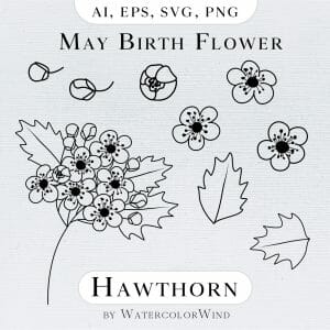 Hawthorn May Birth Month Flower line illustrations