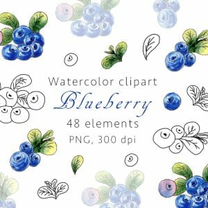 Blueberry Watercolor clipart, PNG
