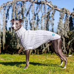 Sweater_for_dog