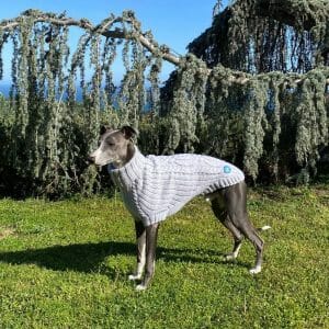Sweater_for_dog