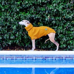 knitted_dog_sweater