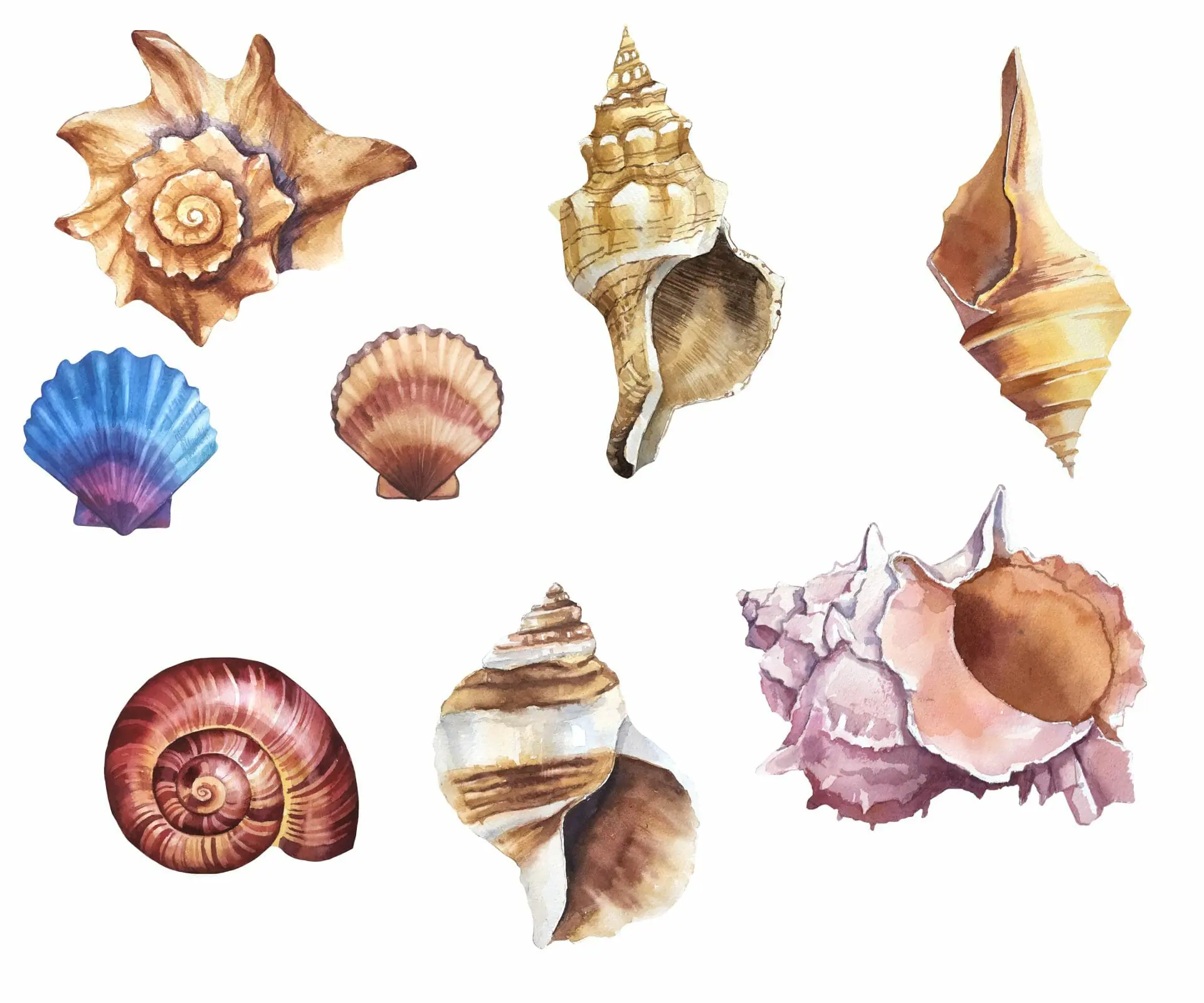 Watercolor nautical clipart. Seashells collection 2 Watercolor nautical clipart. Seashells collection