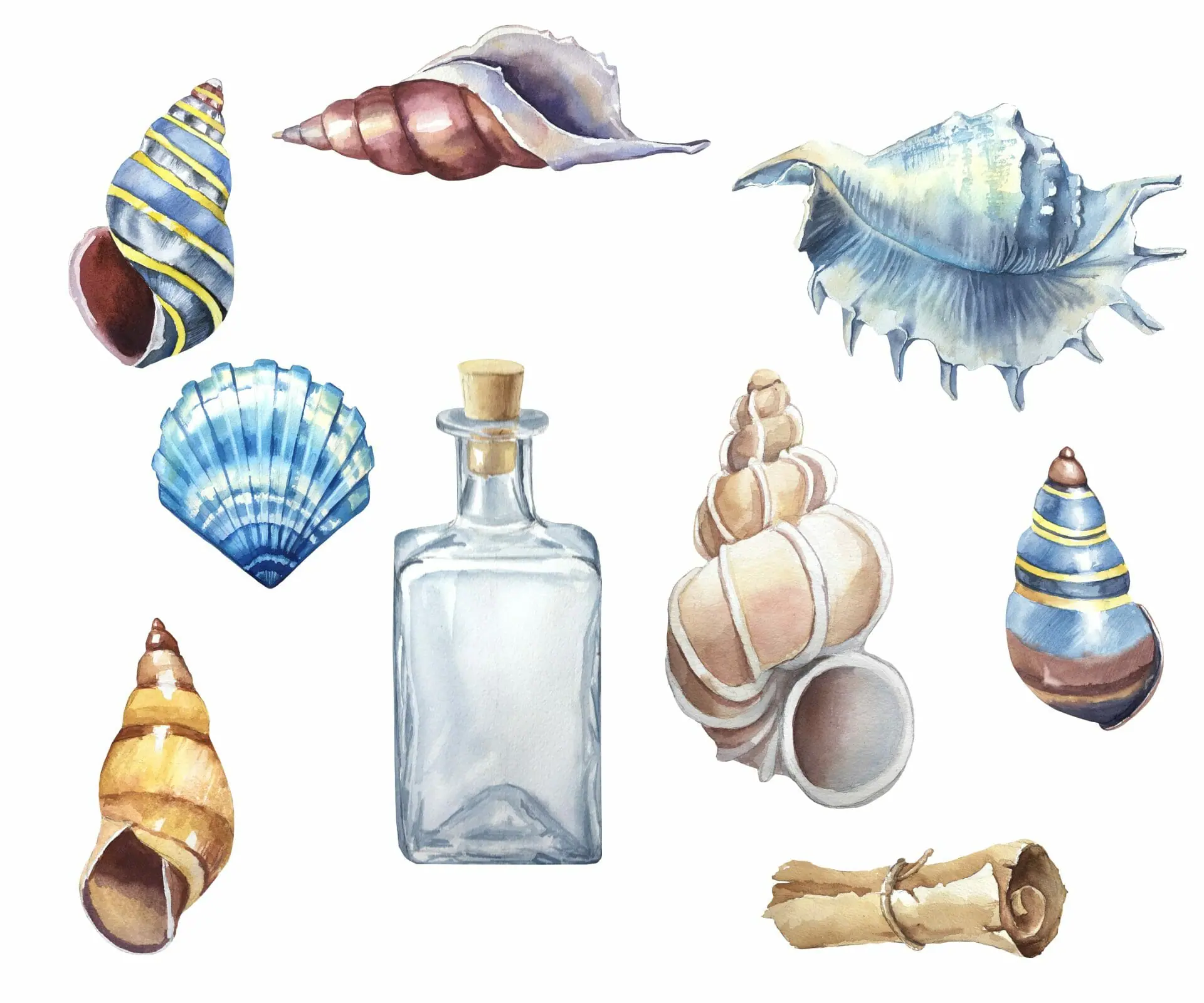 Watercolor nautical clipart. Seashells collection 3 Watercolor nautical clipart. Seashells collection - Image 3