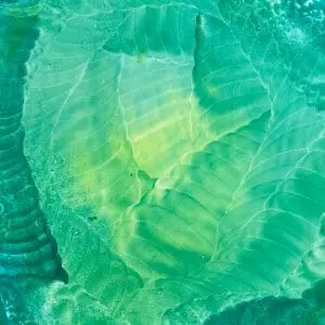 Poster with plants 7. Abstract image.