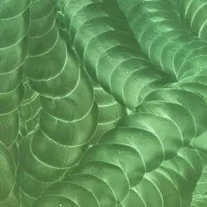 Poster with plants 6. Abstract image.