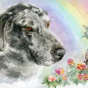 Gorgeous Great Dane Memorial Portrait Watercolor Painting (Sold)
