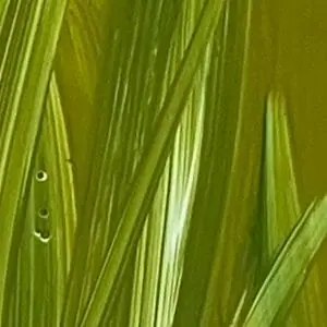 Poster with plants 43. Abstract image.