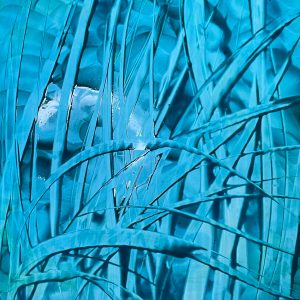 Poster with plants 38. Abstract image.