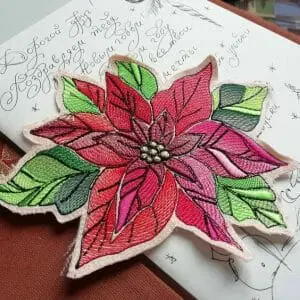 Christmas-star poinsettia