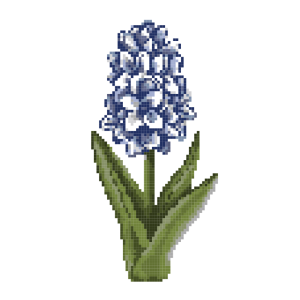 Hyacinth