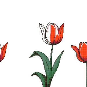 Tulip
