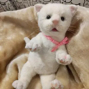 Kitten Raffaello 2