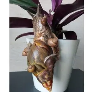 Snail mother