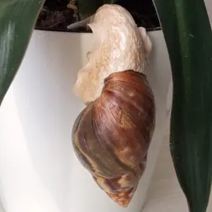 Snail figurine on a hook
