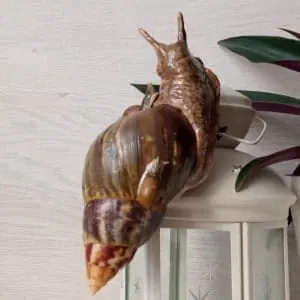 Artificial snail