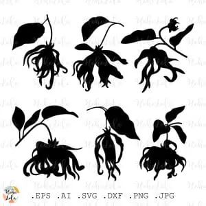 Ylang Svg Silhouette Plant Cricut Stencil Templates Dxf Clipart