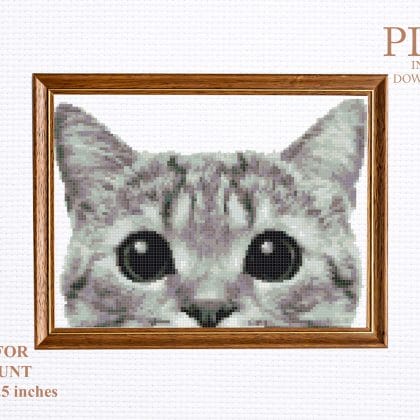 Grey cat