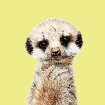 Cute-meercat-digital-portrai