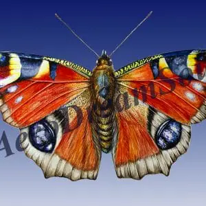 ButterFly Aglais Peacoc eye, dream love, Digital Deluxe art
