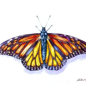 Butterfly Monarch Danaus plexippus painting,Colorful fashion art