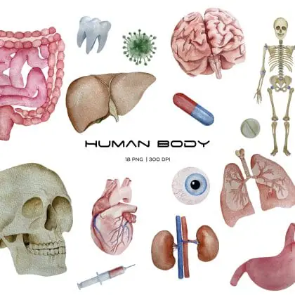 Watercolor human organs and anatomy clipart