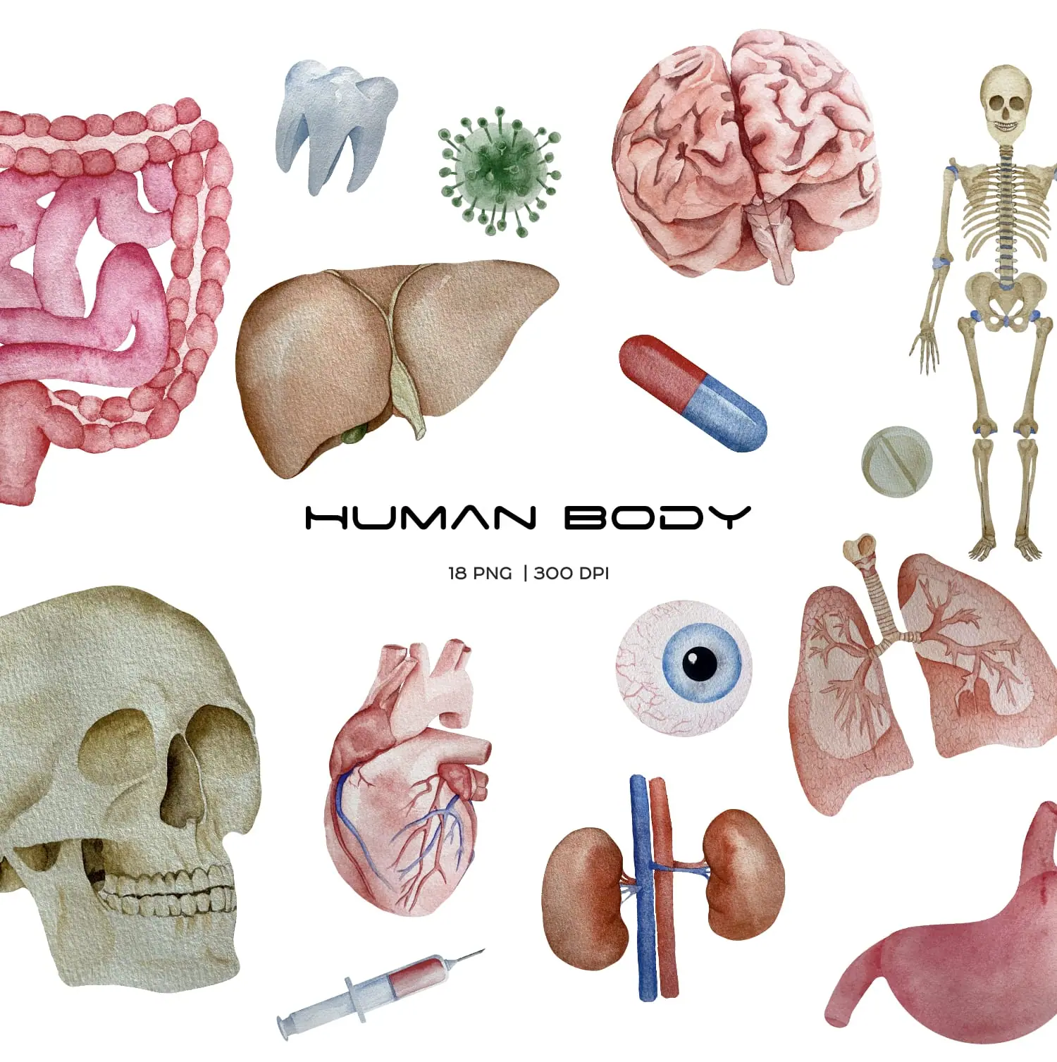 Watercolor human organs clipart 26 realistic illustration