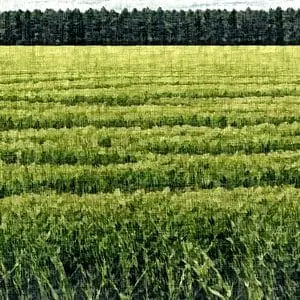 Painting - "Olive field''