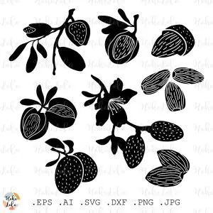 Almond Svg Silhouette Cricut Stencil Templates Dxf